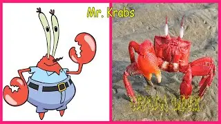 SpongeBob SquarePants In Real Life 👉 