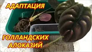 АДАПТАЦИЯ Голландских и Тайских АЛОКАЗИЙ