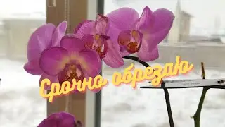В каком случае нужно немедленно обрезать цветонос орхидеи. 
