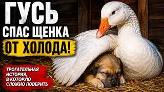 The farmer couldn’t believe his eyes when he saw who the goose was hiding in its little house!