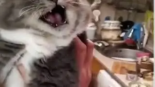 just cat talk 🐈 🐈