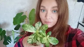 Пересадка адениумов и пеперомия.Адениумы на фитиле.#plants #моирастения #растения