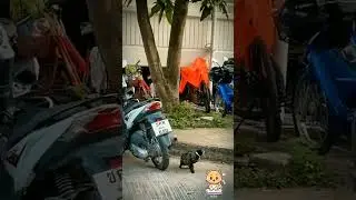 bonk 🐦🐈