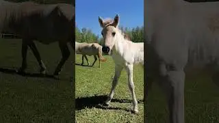 #лайк #horse #животные #лошади #лето #live #nature #дом #love