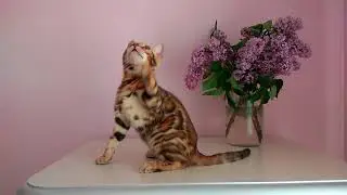 Бенгальские котята