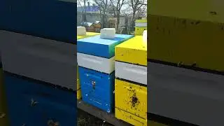 ИВА в Тольском Майдане