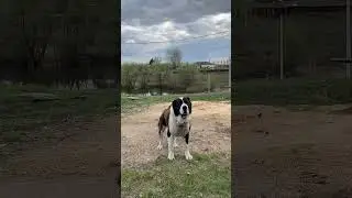 Охранник на страже #алабай #охраннаясобака #собака #охрана