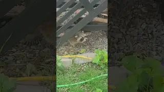 baby racoons lost their mother :( #animals #racoons