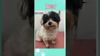 Porthleven Dog Groomer #porthleven  #doggroomingvideos #DanielaForshaw #danielasdogs