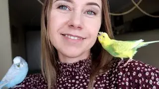 МНЕ БЫ ТАКОГО ПОПУГАЙЧИКА🤗