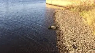 2021.11 Орево, канал имени Москвы, Дмитровский район / Дмитлаг, Сталинские репрессии, коммунизм