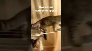 кот хотел принести трусы 