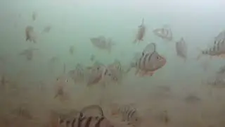 окушары