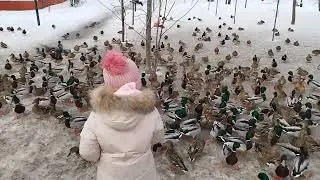 Утиная история