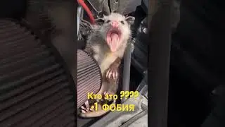 +1 фобия #automobile #юмор #ремонт #прикол #crash #топ