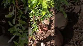 la cemillita que nacio