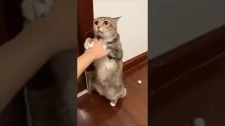 нарушитель кот пойман, можете жить спокойно
