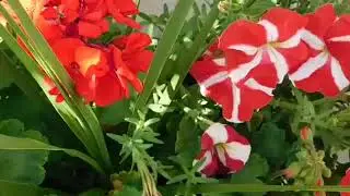 Прекрасная музыка Евгения Крылатова и  красота природы✨