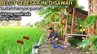 Belut sebesar ini disawah sudah hampir punah, untung masih ada yang tersisa