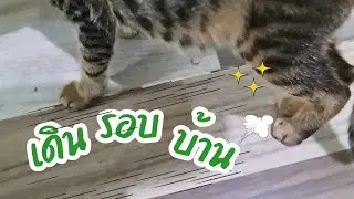 เดินรอบบ้านเลย#ปังปอนลูกแม่เกียง #แม่เกียงเลี้ยงแมวจร