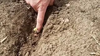 How do Farmers Protect Seeds from Insects?