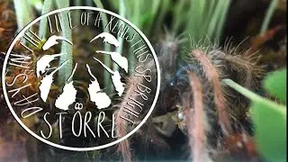 Större: Days in the life of a Xenesthis sp. bright sling - Part 1: Teaser