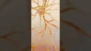 Наша нервная система ещё сложнее, чем кажется 