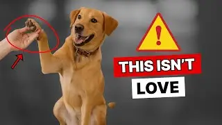 Why Do Dogs Put Their Paw On YOU?