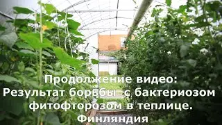 Результат борьбы  с бактериозом и фитофторозом в теплице.  Финляндия. №2