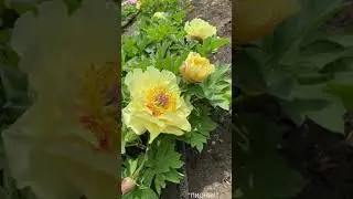 Garden Treasure|Пион Гарден Треже| Корни пионов| Пионы на октябрь 2021г.|ИТО-пионы| Желтые пионы