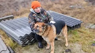 Овчарка Цезарь, цепной вольер и Лорд