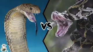 KING COBRA VS PYTHON -  Who wins the fight?