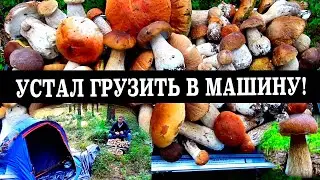 БЕЛЫЕ ГРИБЫ СОШЛИ С УМА 2023/ГРИБНОЙ ШКВАЛ