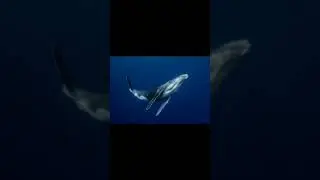 2024 whale and 5000bce whale || Past animals ||#shorts #Trend #trend #new #evolution #animal #today