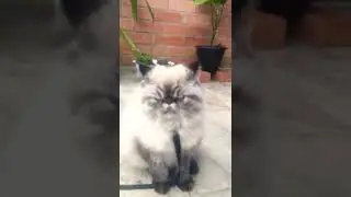 Este gato