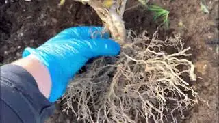 Осенняя пересадка  гортензии на новое место