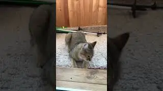 Привет от выпускника котика #пиксибоб ) Оливер дома стал Алексусом 😸 но задорный характер тот же )