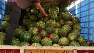 بطيخ 
