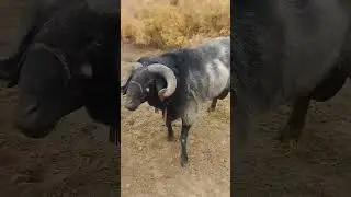 NOQTA 