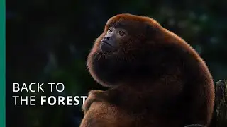 This is how a population of howler monkeys recovered from near extinction