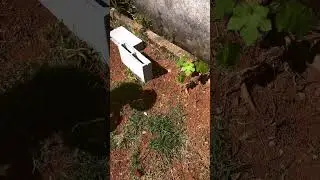 Um pequeno pedaço da parte 2 da reforma do meu jardim! #casasimplis #diy #paisagismo #casa #decor