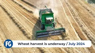 Wheat harvest underway in Suffolk | July 2024