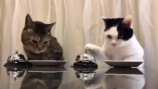 Cats ringing bell for food!