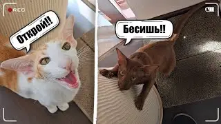 Коты гоняют человека туда-сюда☺️🚪 #cat #funny #comedy #orientalcat