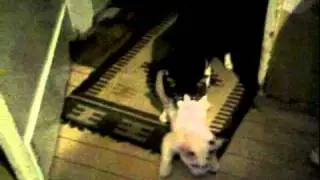 Cat's  Movie :D Canı yanıyor :D