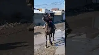 #жылқыныбаптау