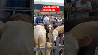 МОЛБОЗОРИ ИСТАРАВШАН БУКАЧАХОИ СМЕНТАЛ !