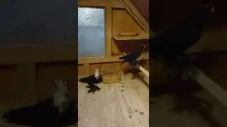 Курчеголовая и курчий.Северокавказские голуби.