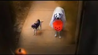 Trick or Treat? - Happy Halloween from Kikopup