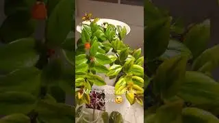 Родина фіалок то дуже велика родина! Подивитись яка вона різноматна